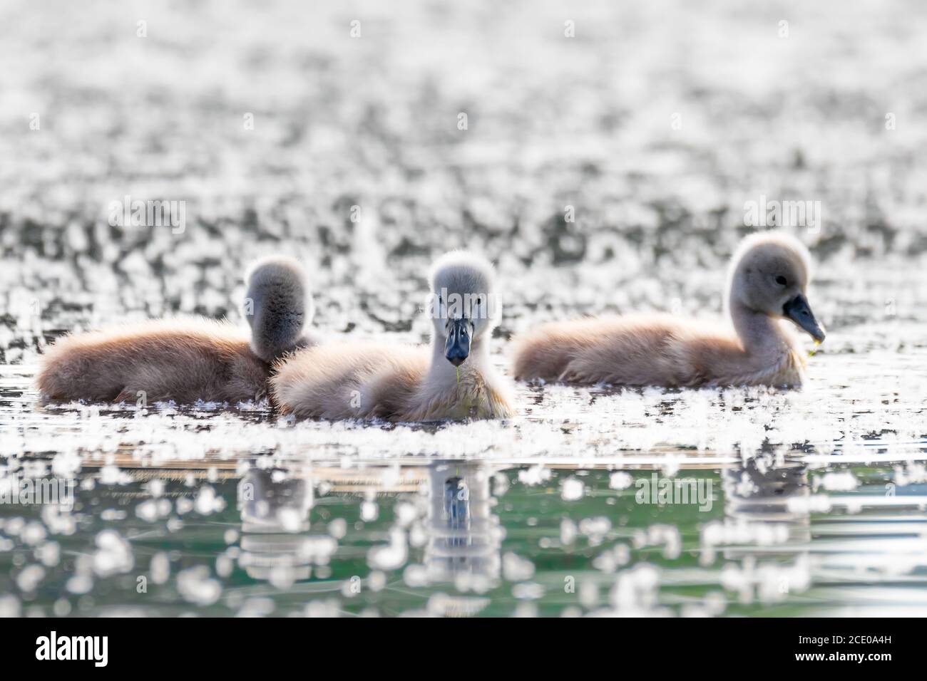 Oiseau sauvage muet poulet de cygne au printemps sur l'étang Banque D'Images