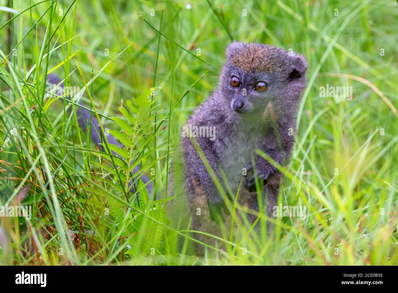 Un lémurien de bambou entre la grande herbe semble curieux Banque D'Images