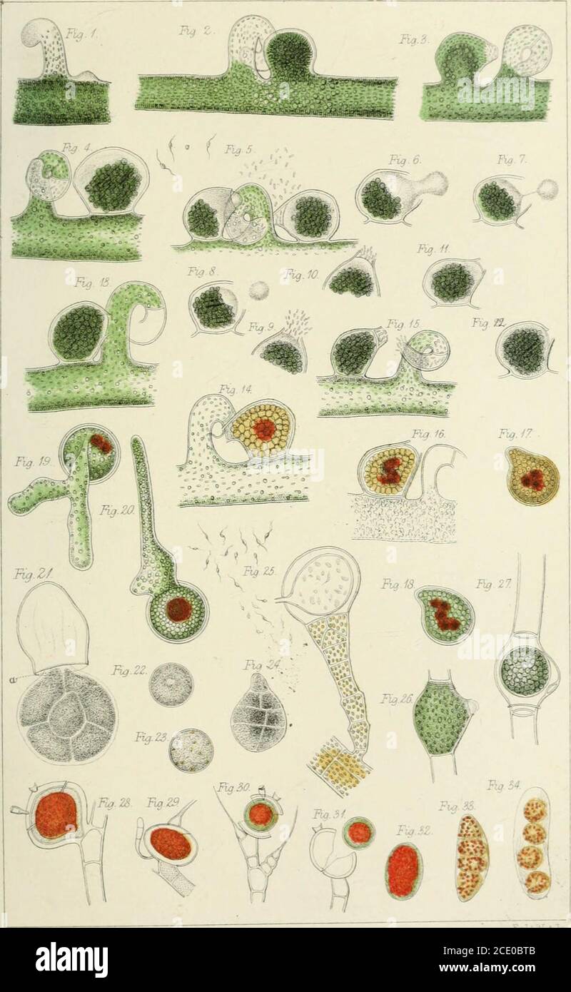 . Revue trimestrielle de la science microscopique . GBusVa«LTN€f&lt;mWe6L» ftr,-^.u?.%ijvmi. TnffaiAV«t Ctofft.- i:ti. ^H JOUKIVAL DE LA SCIENCE MICROSCOPIQUE. EXPLICATION DE LA PLAQUE IV Illustration de la communication de M. Gorhams sur tlie Majrnifying powerof Short Spaces. Dans la troisième colonne horizontale, l'ouverture unique qui est maintenue à l'extrémité distale de l'instrument est indiquée dans quatre de ses phases de révolution. Dans la quatrième colonne horizontale, est délimité l'un des objets (triangle équi-hxteral) choisis pour l'examen, et placé près devant l'œil dans l'extrémité circulaire de l'instrument. Le premier, sec Banque D'Images