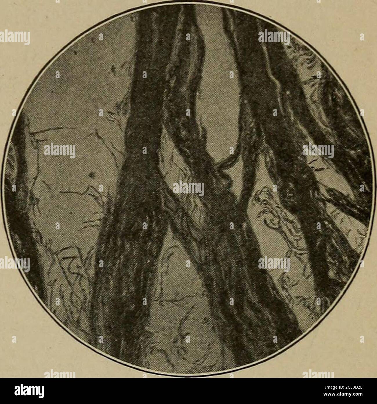 . Le corps humain et la santé : un livre de texte élémentaire d'anatomie essentielle, de physiologie appliquée et d'hygiène pratique pour les écoles. Masse. Lorsque les cellules supérieures du theskin sont frottées, les thesones dans la laterdivisée inférieure, et ainsi producea nouveau lot de la semaine toweek. Les tissus. —UNE com-bination de cellules de type asimilaire forme un tissu. Les cellules musculaires constituent le muscularmouchoir connu sous le nom de viande de boeuf (Fig. 7). Les cellules nerveuses constituent les ^^ 9--fibres du tissu conjonctif photo-^ représentées au microscope. partie principale du tissu nerveux composant le cerveau, la moelle épinière et les nerfs. Cellules théépithéliales Banque D'Images