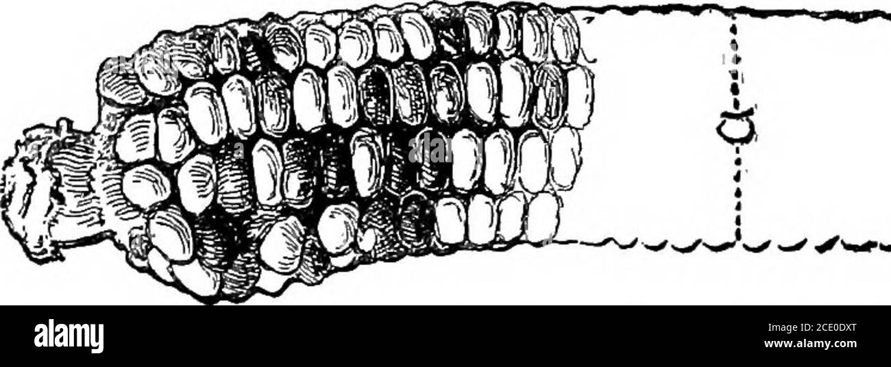 . Agriculture productive . r: Les matériaux nécessaires pour faire le laboratoire ex-ercas suggéré à la fin de ce chapitre sont: Tiges de maïs bosselé, pop et sucré, plusieurs échantillons de dix épis de variétés de maïs bosselé, un arbre à maïs, une boîte d'essai remplie de graines de sable, quelques verges de mousseline blanche pour faire des tests de chiffon-poupée, un seau et une paire de balances de voyage pesant à grammes. 24 MAÏS 25 superficie, rendement et valeur des principales cultures agricoles des États-Unis pour la récolte 1915 Acri;âge la valeur de YiF,T,n est Doliaks Qorn . 108,321,000 3,054,535.000 bu. 1,766,859,000 blé . 59,898,000 1,011,505,00 Banque D'Images