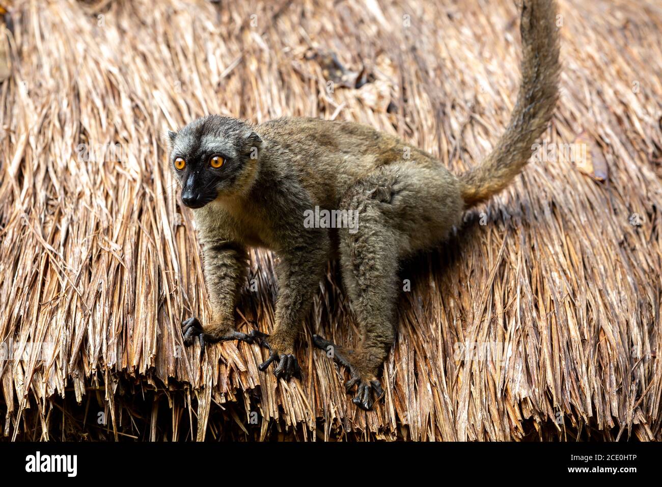 Lémuriens sur le toit de chaume d'un bâtiment Banque D'Images