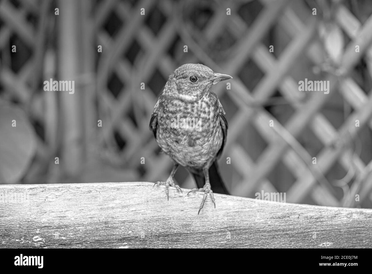 Gros plan de jeunes plumes brunes Blackbird perchées cadre en bois, soleil d'été, image en noir et blanc Banque D'Images