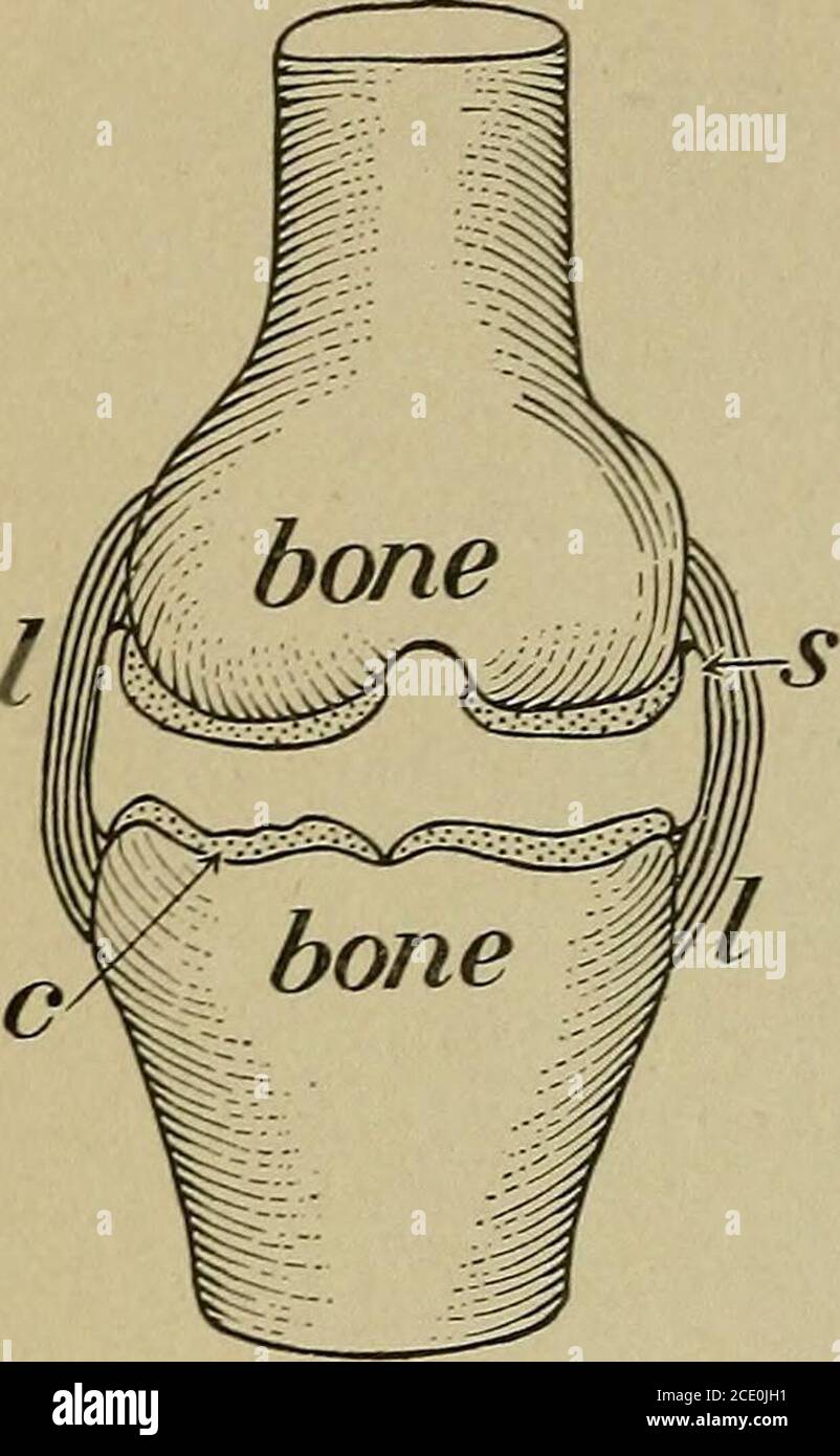 . Le corps humain et la santé : un livre de texte élémentaire de l'anatomie essentielle, la physiologie appliquée et l'hygiène pratique pour les écoles . se produisent entre les os du theskull, et sont souvent appelés sutures.les deux types importants de joints mobiles sont la boule et la socketjoint, comme celle à l'épaule et à la hanche, et le joint de charnière., comme vu le genou et le coude. Dans les articulations mobiles, les extrémités adja-centres des os sont enrobées d'un mince bloc de cartilage, et plusieurs bandes inélastiques du tissu conjonctif fibreux blanc, appelé ligaments., maintiennent les os en place, et forment autour de l'espace entre les extrémités Banque D'Images