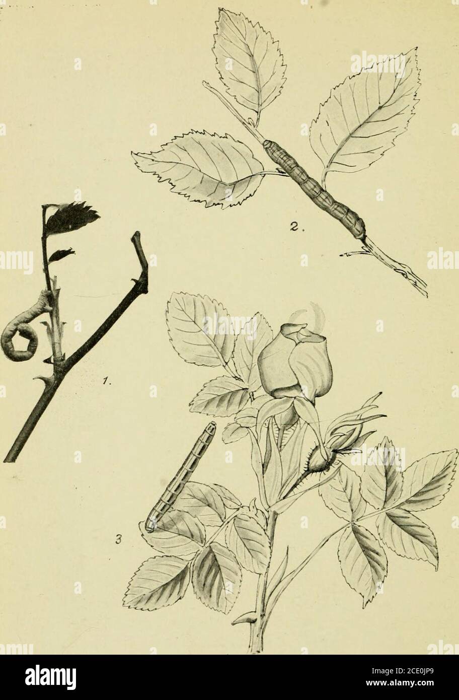 . Les papillons de nuit des îles britanniques . 2 PL 68. M 174. 1-4. Tapis rouge-vert. 5, 6. Tapis vert d'automne. 7, 8. Tapis Marsh. 2 PL 69. 1. Tapis marbré commun: Catei-Pular. 2. Tapis en marbre foncé : caterpillar. 3. Jaune barré : caterpillar. Mi7S. MOQUETTE EN PIN GRIS. 175 Note.—selon Prout, la sagittata n'est pas une Cidaria, car l'itslarva est d'une forme très différente; et siterata et miata arereferred à Chloroclysta^ Hiibner. Banque D'Images