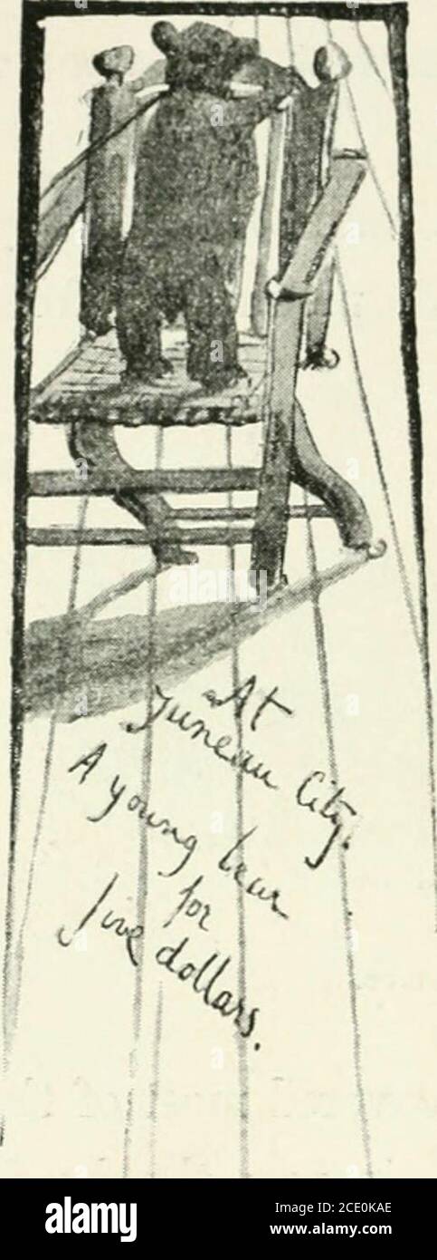 . Les rives et les Alpes de l'Alaska . les ngs sont encore le plus grand établissement d'anthe. Le volcan éteint du Mont Edgcumbe traverse la baie, avec des bandes verticales de neige sur ses flancs. Notre parti l'a fait 1022 mètres de hauteur.à l'arrivée de chaque bateau à vapeur les habitants de 4o RIVAGES ET ALPES DE L'ALASKA. Sitka d'accord pour aller fou. Les jeunes indiens danceavec les mineurs, et la nuit, jamais très sombre, est turnedinto jour. Pendant ce temps, les squaws conduisent à un bon commerce d'articles de nativemanufacture et même d'objets intels que les jeunes cerfs de la barbiche et de la queue noire. Le Pinta a dû waita deux fois avant qu'elle ne nous prenne au nord, pour des charbons Banque D'Images