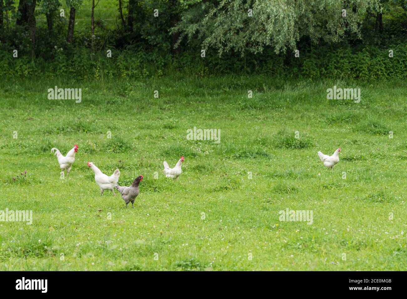 poulets et coqs en liberté dans un pré - bien-être animal Banque D'Images