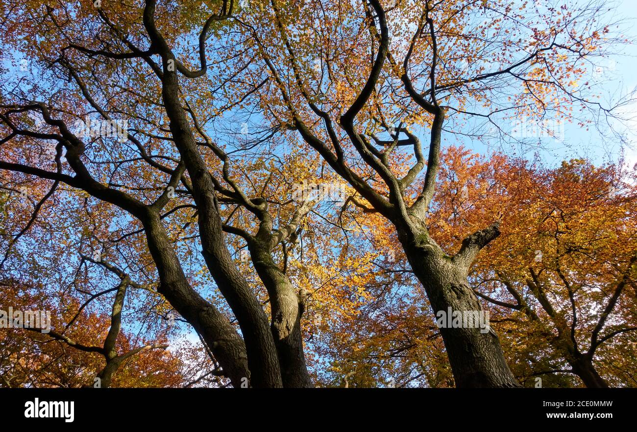 Cotswold Way couleur d'automne Banque D'Images