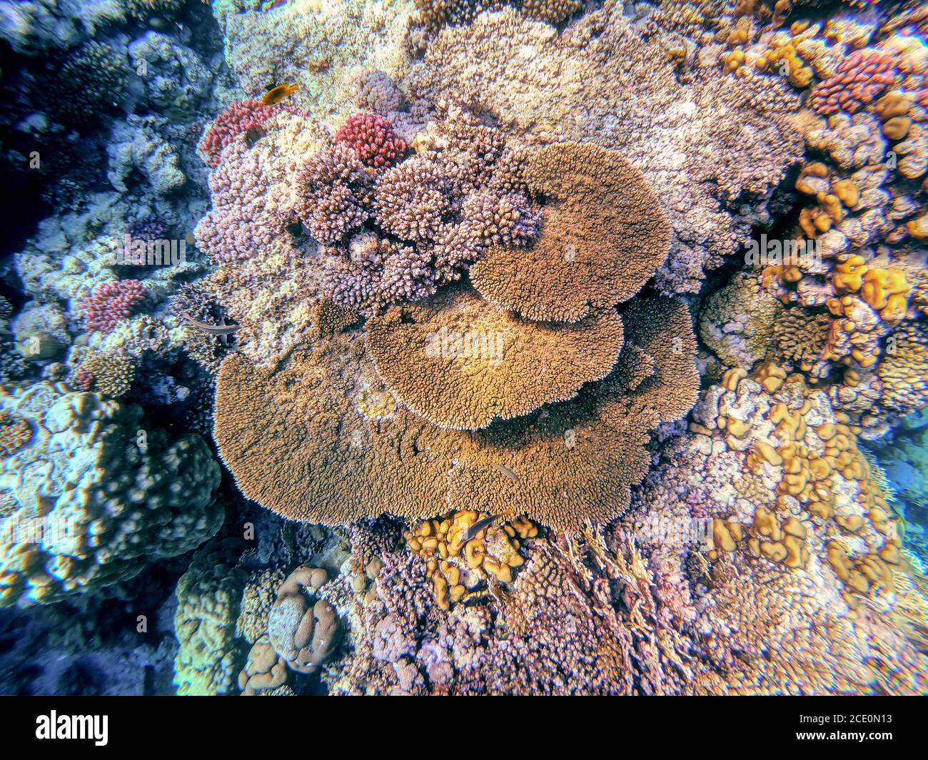 Jardin de corail en mer Rouge, Marsa Alam, Egypte Banque D'Images