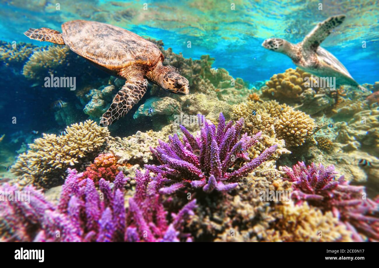 Tortue de la mer verte naquant au récif de corail Banque D'Images