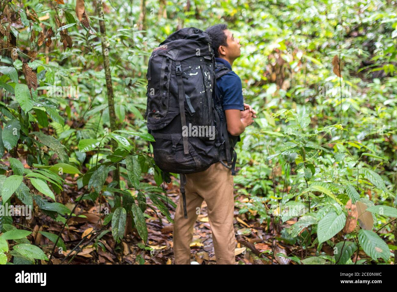 Le guide transporte les bagages dans la jungle de Gunung Leuser National Parc à Sumatra Banque D'Images