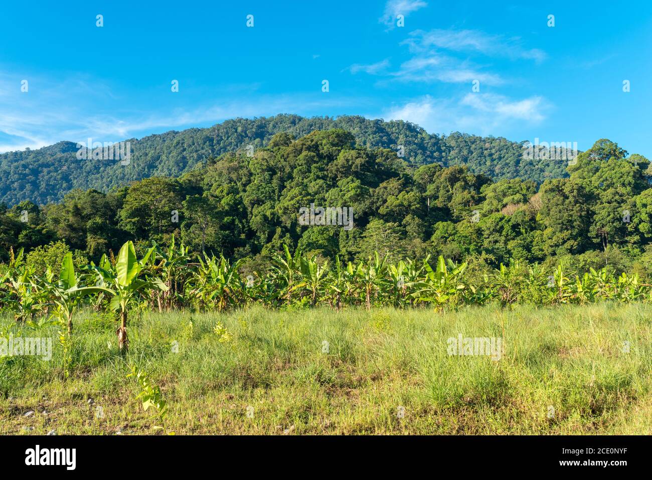 Paysage à Ketambe dans le sud de la Gunung Leuser Parc national sur l'île de Sumatra Banque D'Images