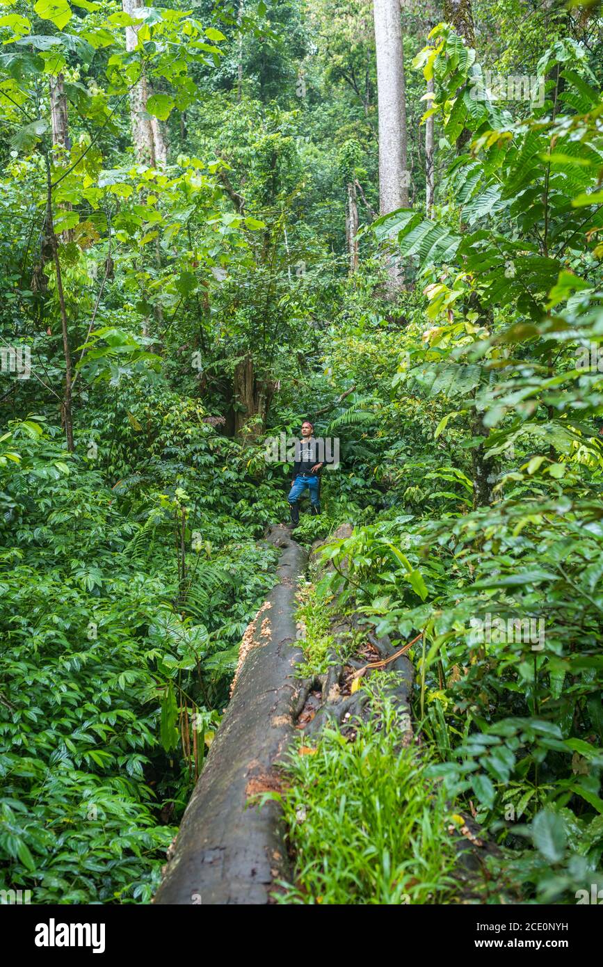 Trekking dans le labyrinthe de la forêt tropicale de Ketambe, le parc national de Gunung Leuser Banque D'Images