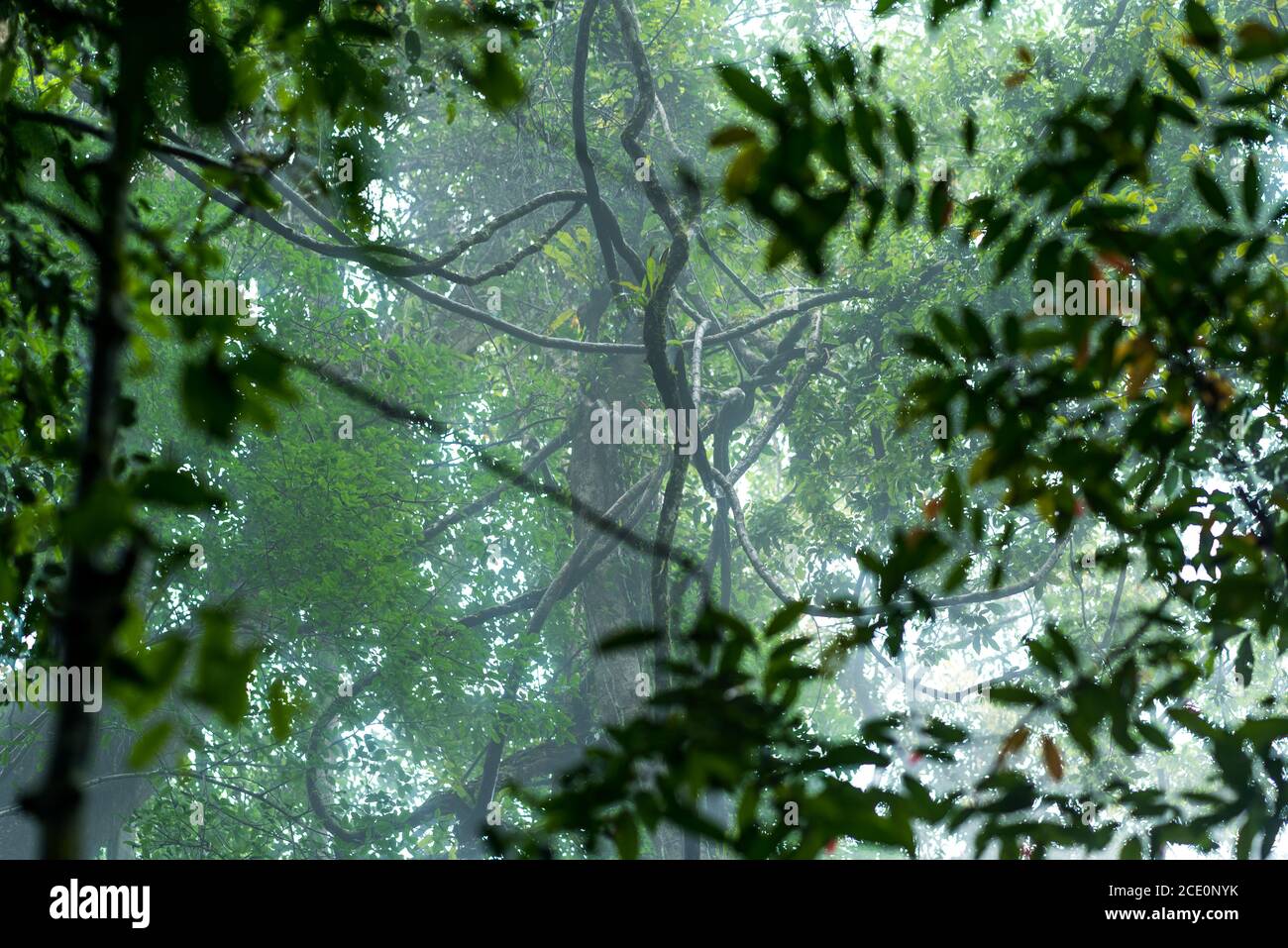 Cime d'un grand arbre dans la jungle de Ketambe Sur Sumatra Banque D'Images