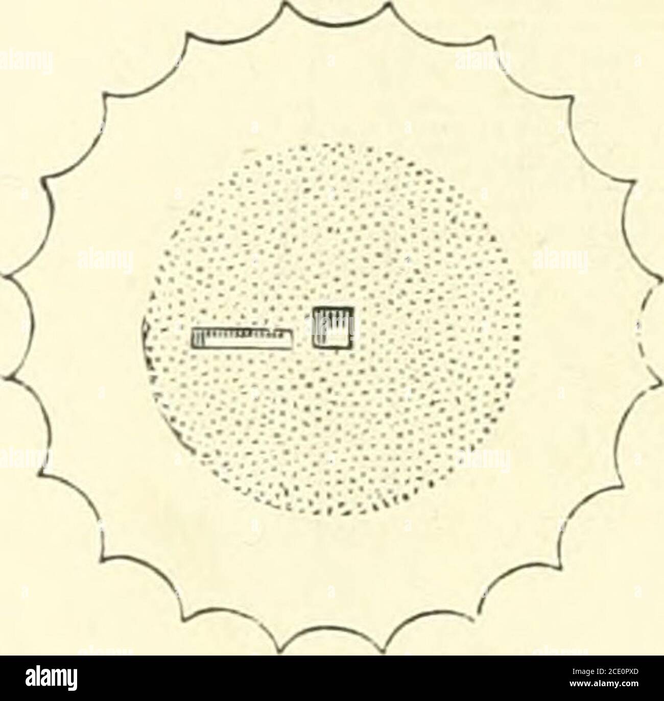 . Architecture, classique et début chrétienne . Fhalt ou Cjluran Fig. 57.—le Celek Doric Orplb froji tde Tuecium. 94 CLASSIQUE ARCniTECTURB. Diamètres bigli; toute la hauteur, y compris les pas de stylohatéor, peut être divisée en neuf parties, dont twogo au stylobate, six à la colonne, et un à la théentablature. L'ordre grec Doric est sans base; l'arbre de la colonne ressort de la marche supérieure et les cônes tracardsle haut, le contour n'étant pas. Cependant, droit, mais de la courbe d'asubtle, connu techniquement comme l'entasie de la colonne. Cet arbre est canalisé avec vingt canaux, Banque D'Images