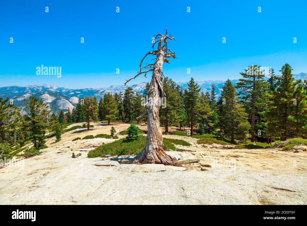 Sommet des arbres du Sentinel Dome dans le parc national de Yosemite. El Capitan et Half Dome. Vacances d'été en Californie, États-Unis. El Capitan et Banque D'Images