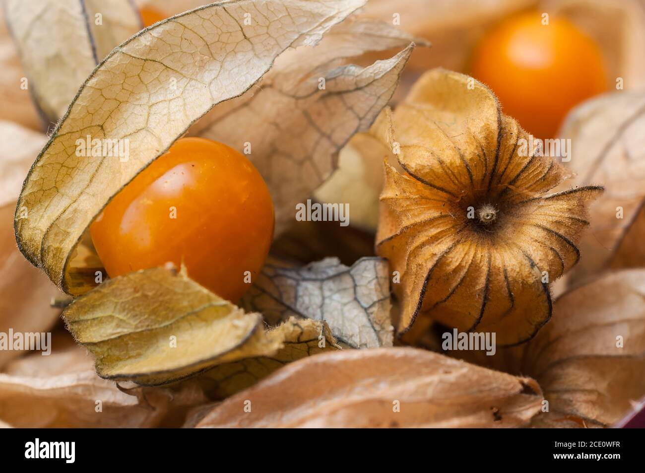 Physalis sur une plaque Banque D'Images