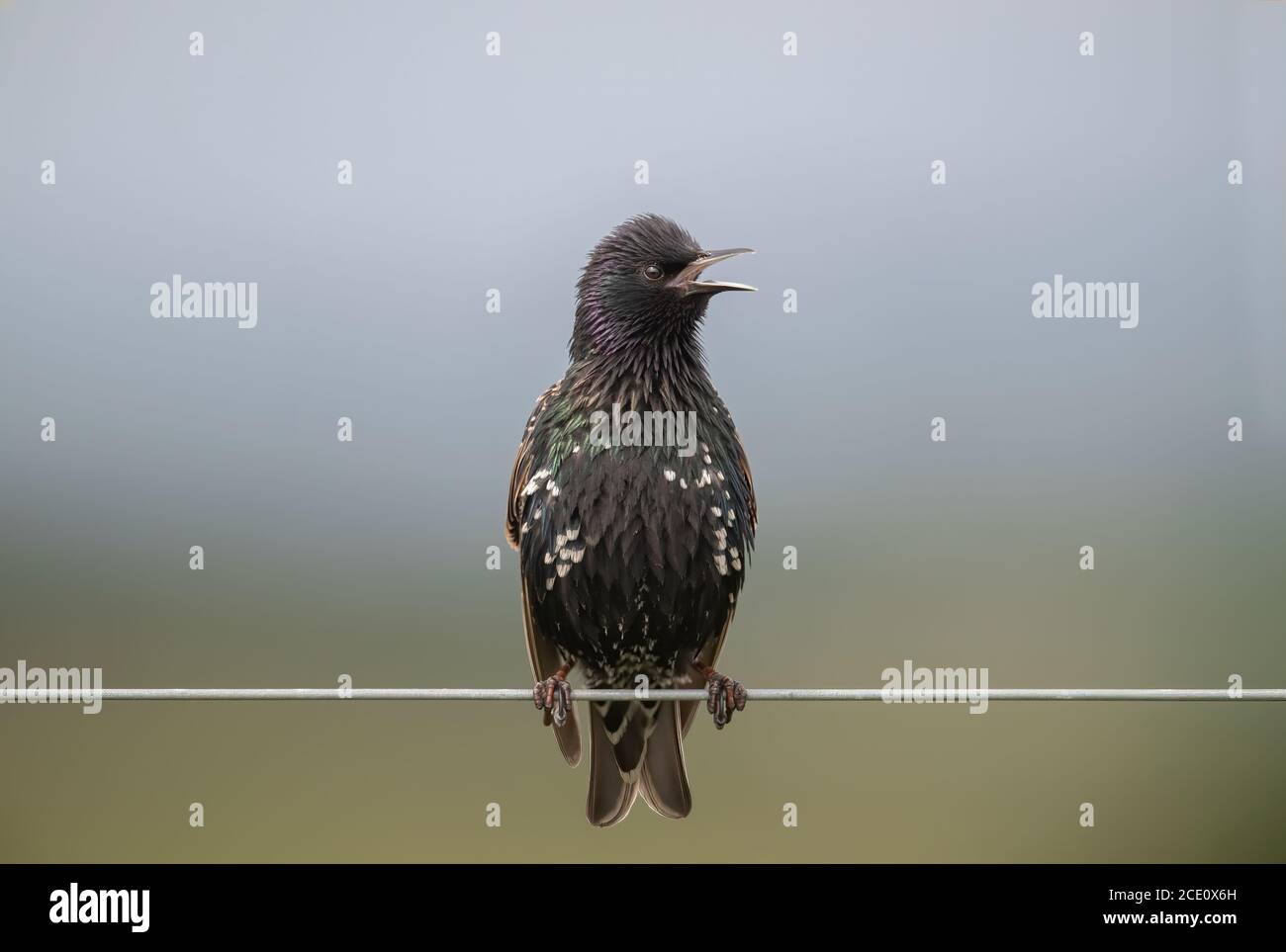 Starling perché sur un fil Banque D'Images