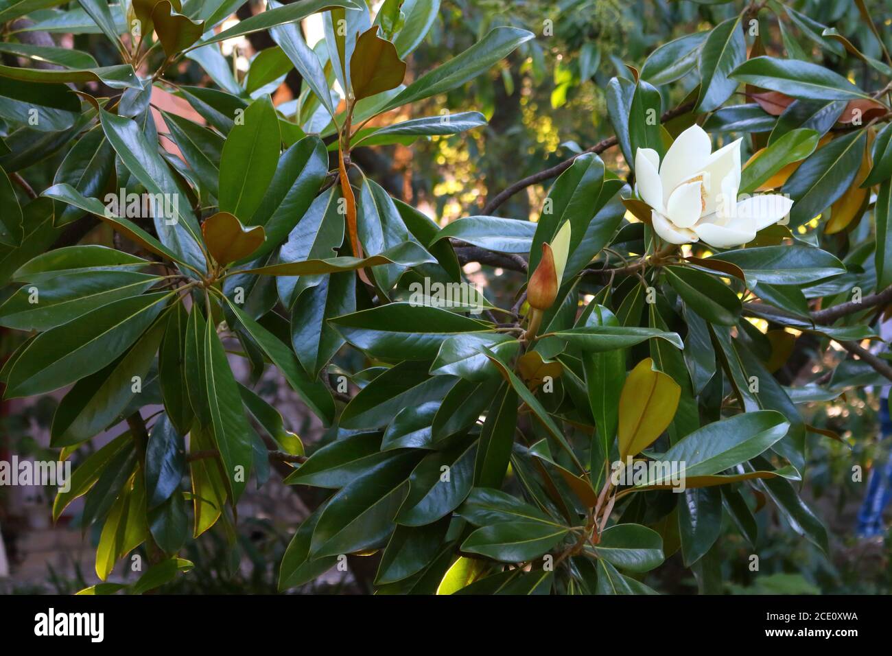 Ficus Magnolia Ficus magnolia Banque de photographies et d’images à haute résolution ...