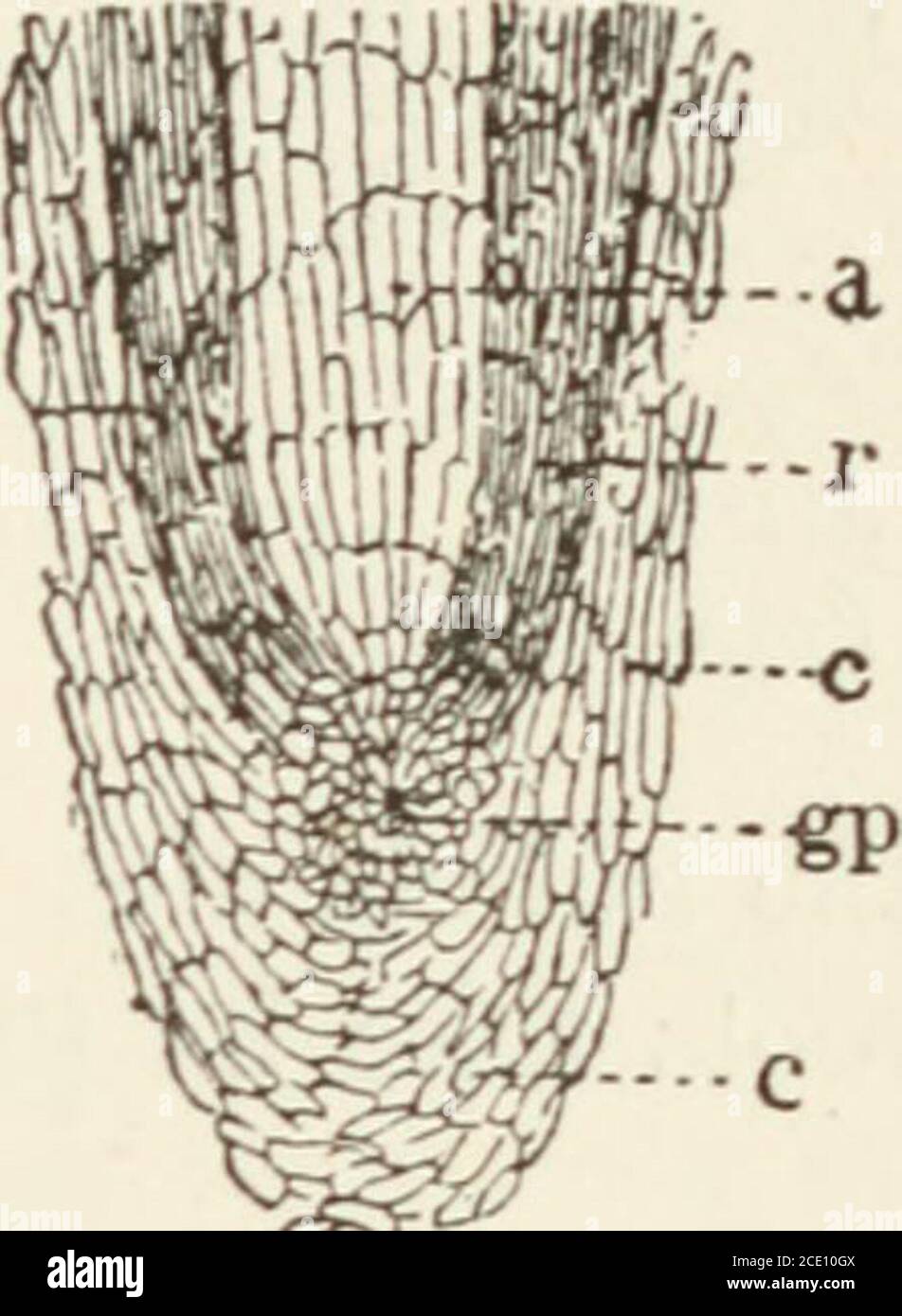 . Un compagnon des lecteurs tropicaux de Blackie, les livres I et II : contenant des suggestions d'expériences et de travaux pratiques . Boisson, par ex. noix de coco, cacao. Construction de maisons, par exemple cèdre, dicotylédones. Teintures, p. ex. bois de logger, fustic. Médicaments, par exemple Jack-dans-la-bague, feuille-de-vie. ROOTS—I (Voir Tropical Readers, Livre I, pp. 72-74.) Sortie 6. Les racines du robinet.—recueillir dix plantes avec des racines du robinet (par exemple, café, cacao, orange, carotte, navet, manioc, herbe à balai) et mettre celles qui sont charnues ensemble. Sortie 7. Racines fibreuses.—Collectsix plantes à racines fibreuses (p. ex. guineagrass, canne, maïs, nénuphars). Sortie 8. Capuchon de racine (fig. 10 Banque D'Images