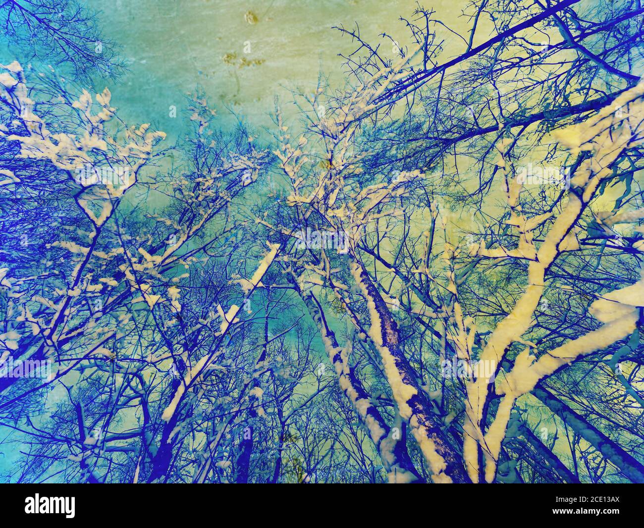 Effet abstrait. Branches enneigées. Vue sur la nature en hiver avec arbre d'hiver enneigé, Banque D'Images