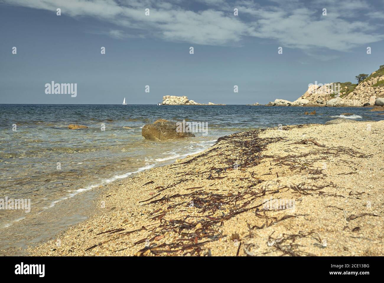 Les algues sur le rivage de la mer. Banque D'Images