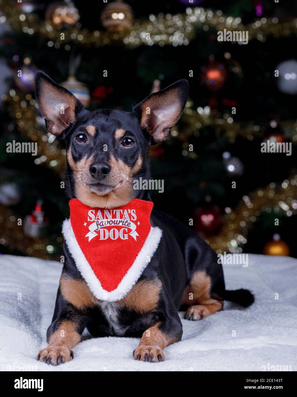 Chien préféré du Père Noël miniature Pinscher Terrier couché sous l'arbre de Noël. Banque D'Images