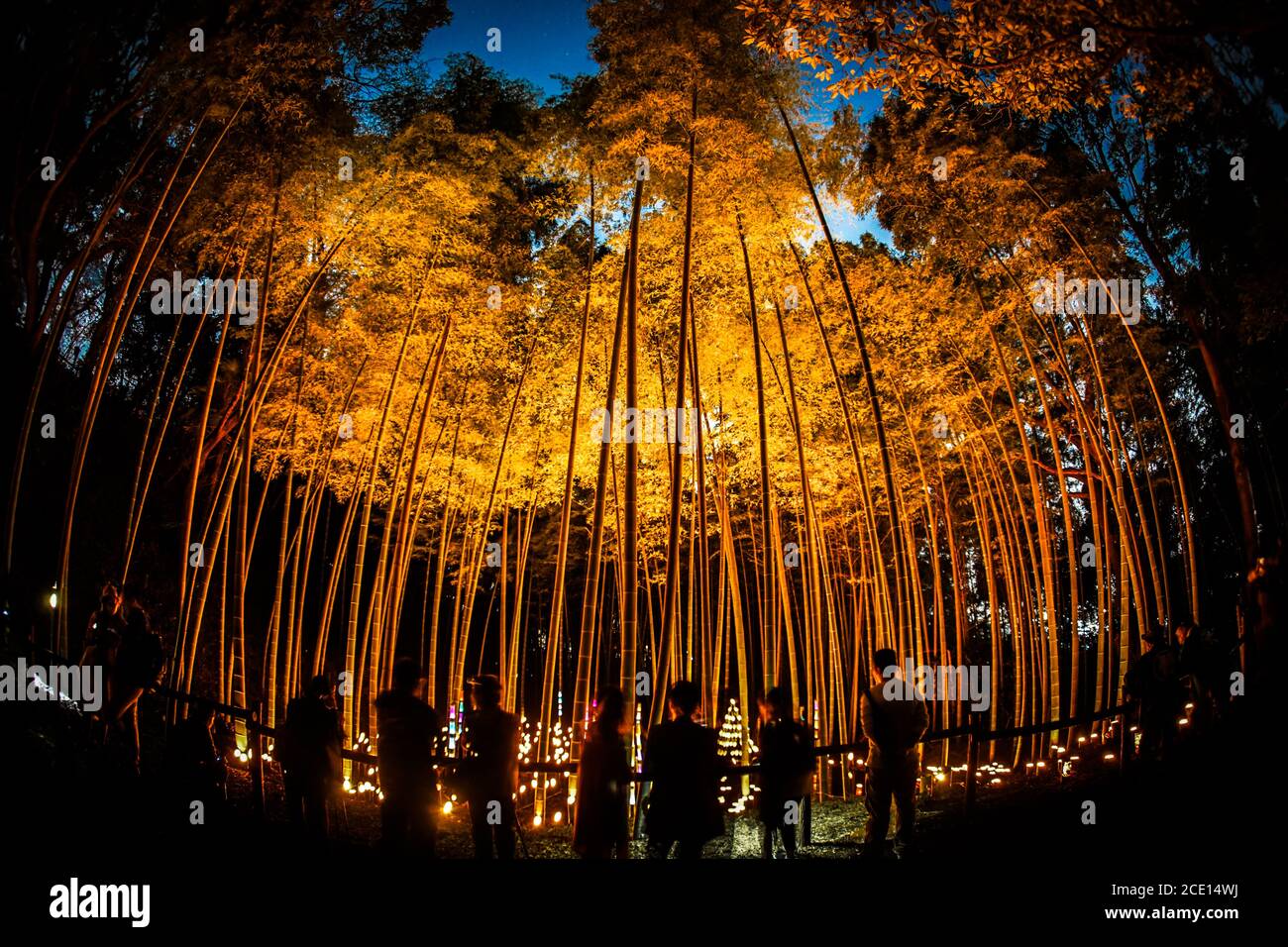 Petit diamètre lumineux de la bosquet de bambou (petit bureau forêt de château de citoyen) Banque D'Images