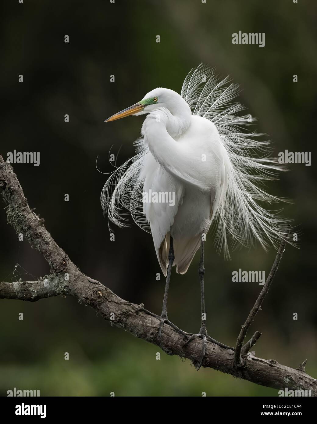 Superbe Egret avec affichage en plumes Banque D'Images