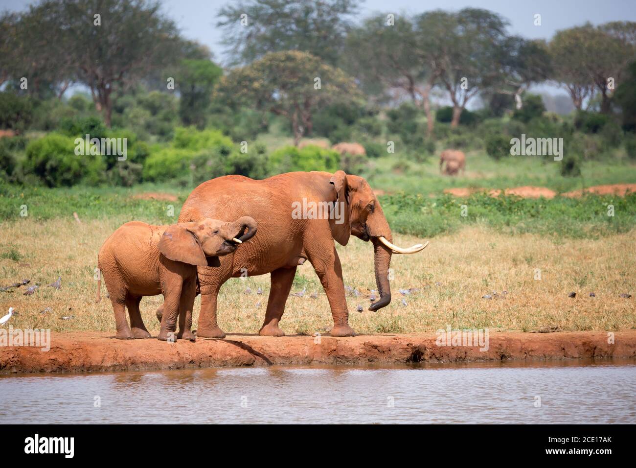 Famille d'éléphants boire de l'eau du trou d'eau Banque D'Images
