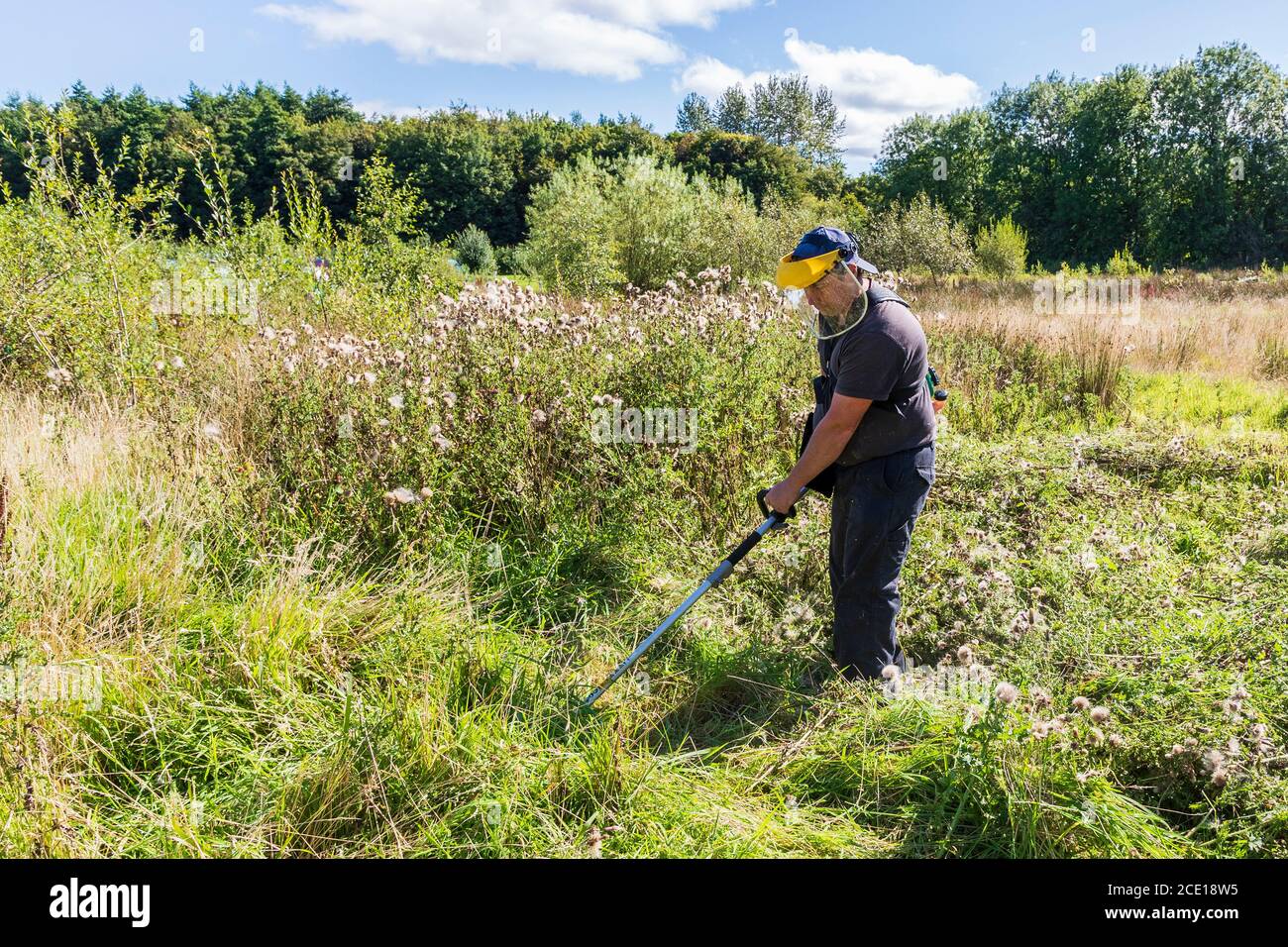 Homme frappant un jardin surcultivé, utilisant un strimer industriel et portant une visière de protection, Kilwinning, Ayrshire, Écosse, Royaume-Uni Banque D'Images