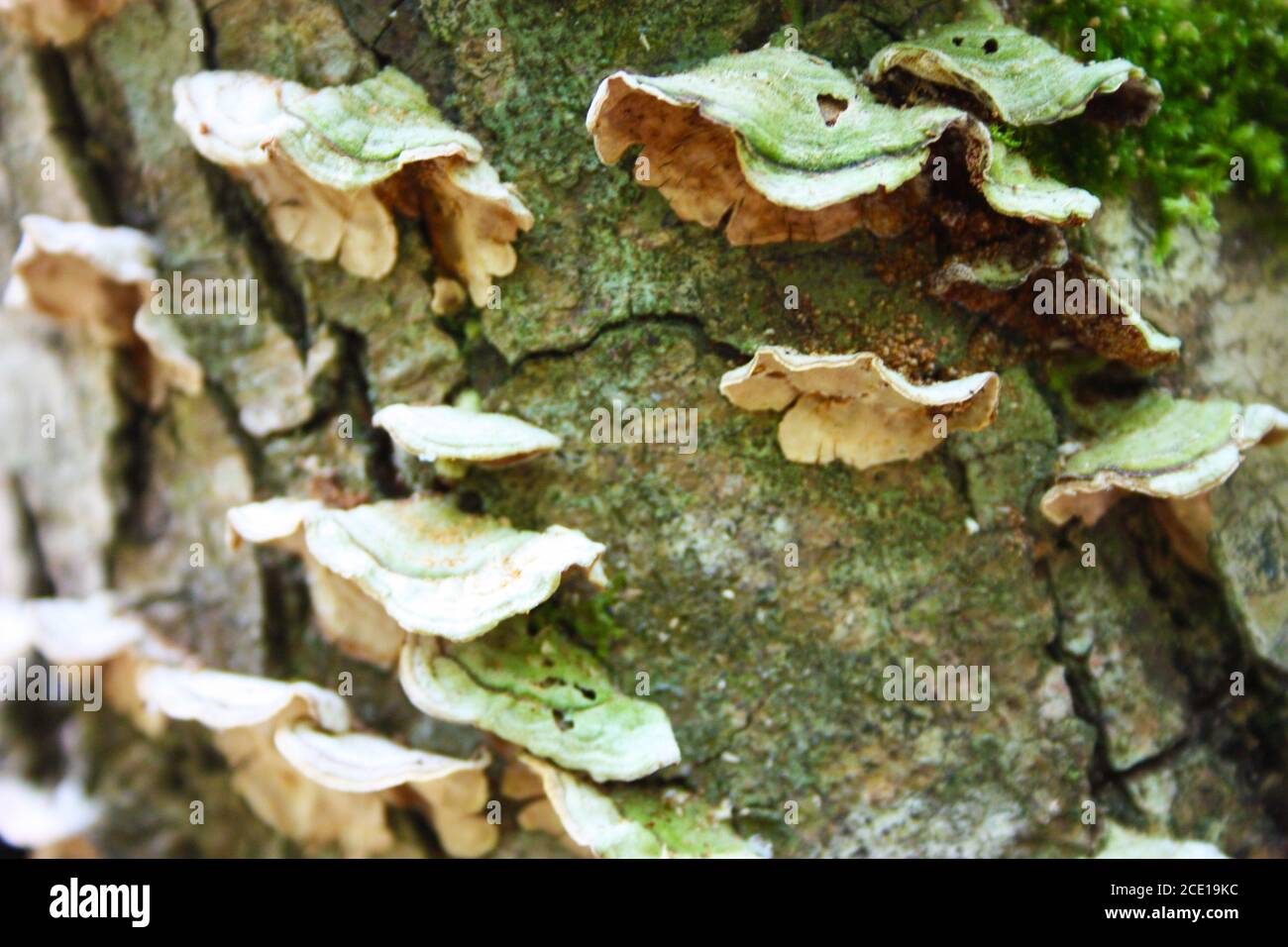 champignon toxique ou moisissure ou maladie organisme nuisible de l'écorce d'un tronc d'arbre dans une forêt en toscane automnale Banque D'Images