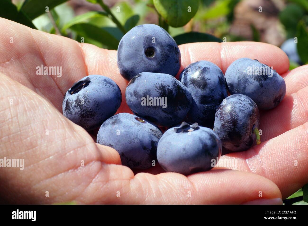 Fruit mûr dans la main d'une femme. Bleuet (Vaccinium corymbosum L.) avec d'énormes fruits de la variété Chandler. Banque D'Images