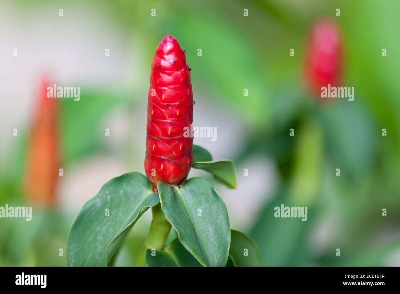 Les fleurs exotiques colorées et très belle Banque D'Images