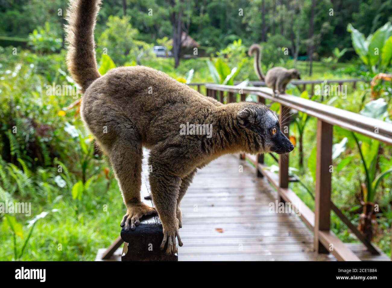 Un lemur court sur une main courante depuis un pont en bois Banque D'Images