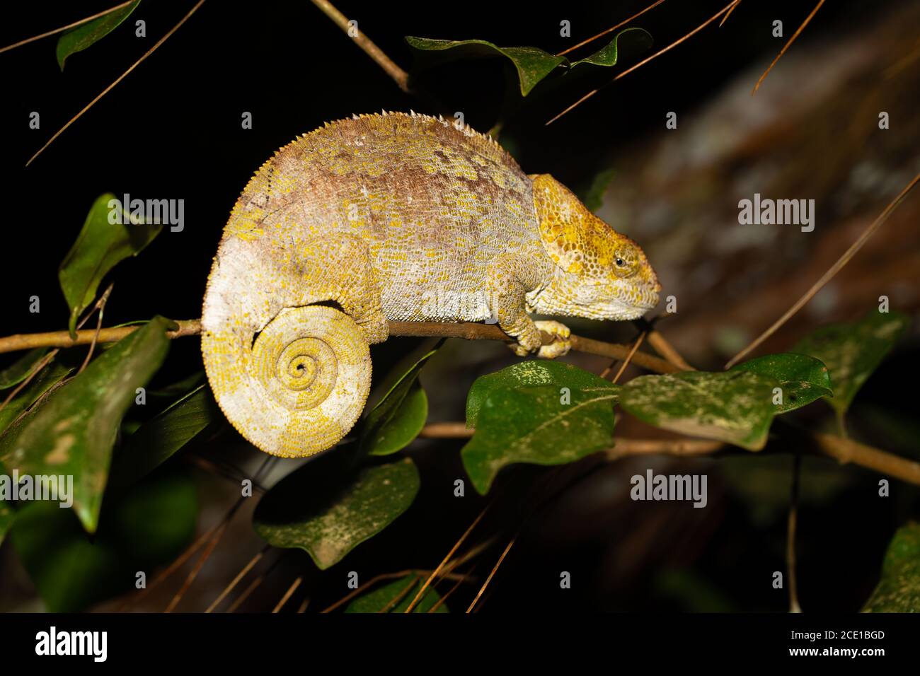 Un caméléon sur une branche avec des feuilles vertes Banque D'Images