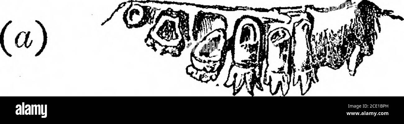 . Recherche sur la structure, l'organisation et la classification du Reptilia fossile. Partie IX., Section 1. Sur le Therosuchia . l'espèce peut être knownas T, liorhinus. Il est donc évident qu'outre les types à dents pointues ou dentelées simples, la Theriodontia comprend un groupe de genres avec des cuspidatemolars latéraux. Ces groupes d'animaux peuvent être séparés comme des familles distinctes, sinon des sous-ordres de Theriodontia, par de nombreux caractères du crâne et de la dentition. Pourtant, en 1886-7, Sir R. Owen fait référence à Galesaurusplaniceps comme type d'ordre. L'evid Banque D'Images