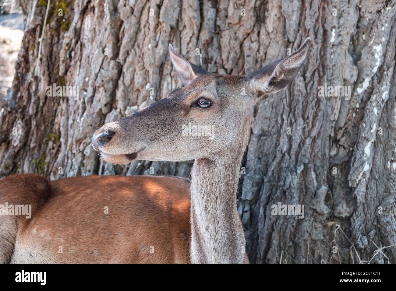 Cerf de Virginie, Cervus elaphus, dans la montagne de la forêt de Parnitha, en Grèce. Le jeune mammifère femelle sauvage sous un arbre regarde son habitat indigène. Nature floue Banque D'Images