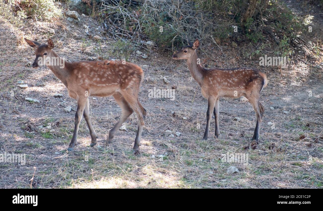 Les naines des Red Deers, Cervus elaphus, dans la montagne de la forêt de Parnitha, en Grèce. Mammifères sauvages sous les arbres à leur habitat naturel. Arrière-plan de la nature, Banque D'Images