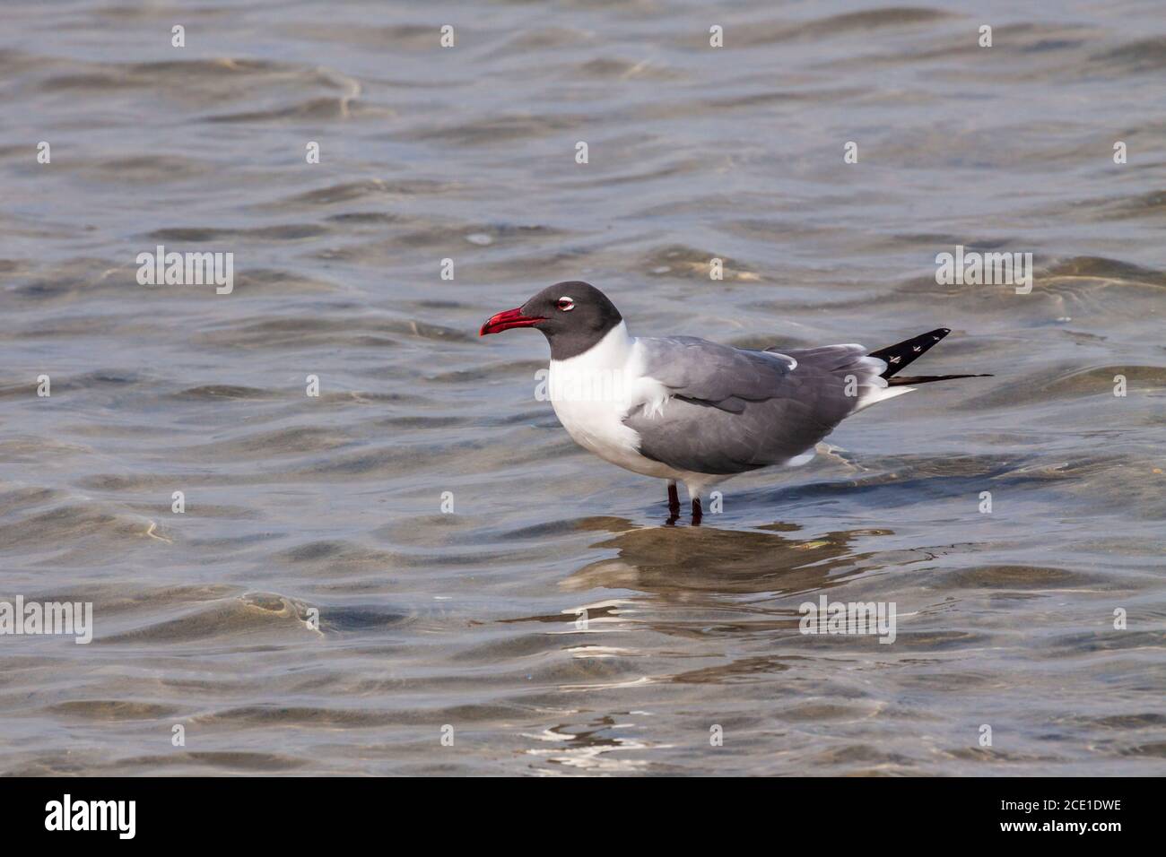 Goélands rires, Larus atricilla, au South Padre Island Birding and nature Center, sur la côte du golfe du Texas. Banque D'Images