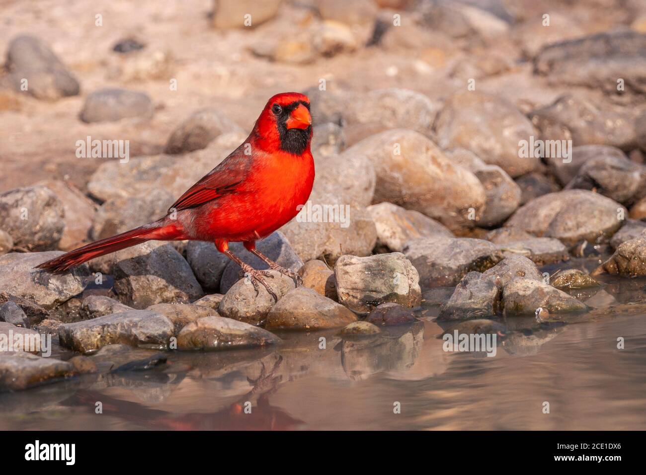 Cardinal du Nord, cardinalis cardinalis, au ranch Javelina-Martin et refuge près de McAllen, Texas, dans la vallée du Rio Grande. Banque D'Images