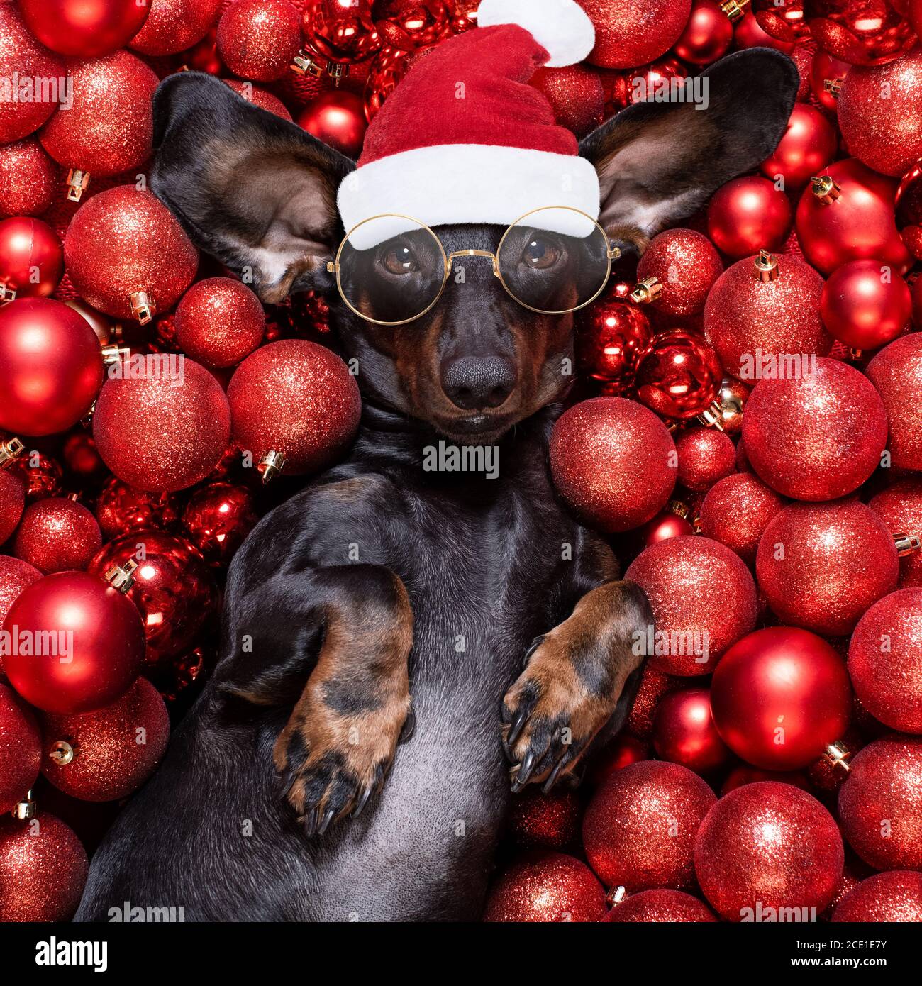 noël santa claus chien et noël boules ou boules comme arrière-plan Banque D'Images