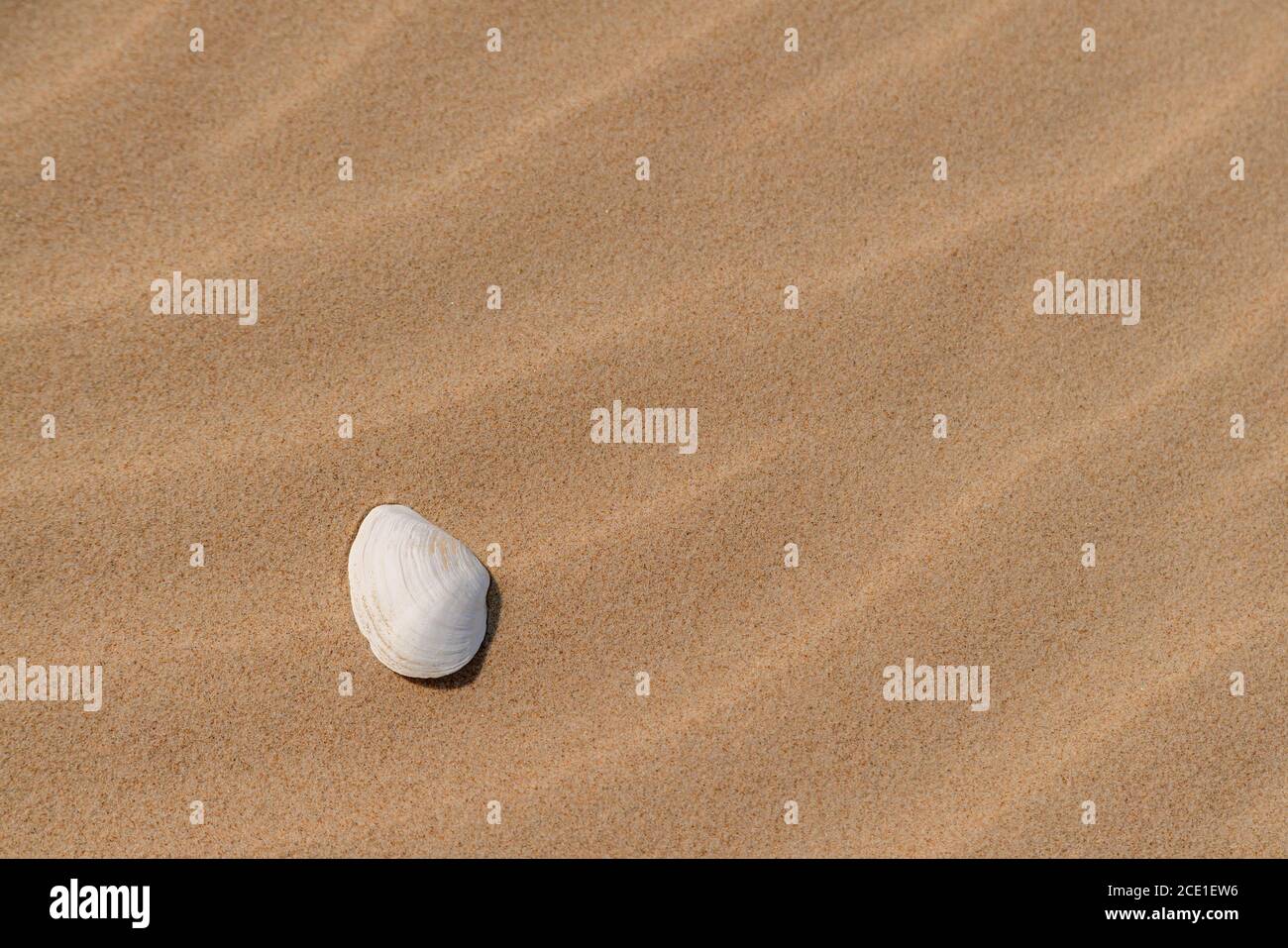 Belle mer blanche dans le sable lors d'une journée ensoleillée à la plage. L'enfer sur fond de sable. Personne. Banque D'Images