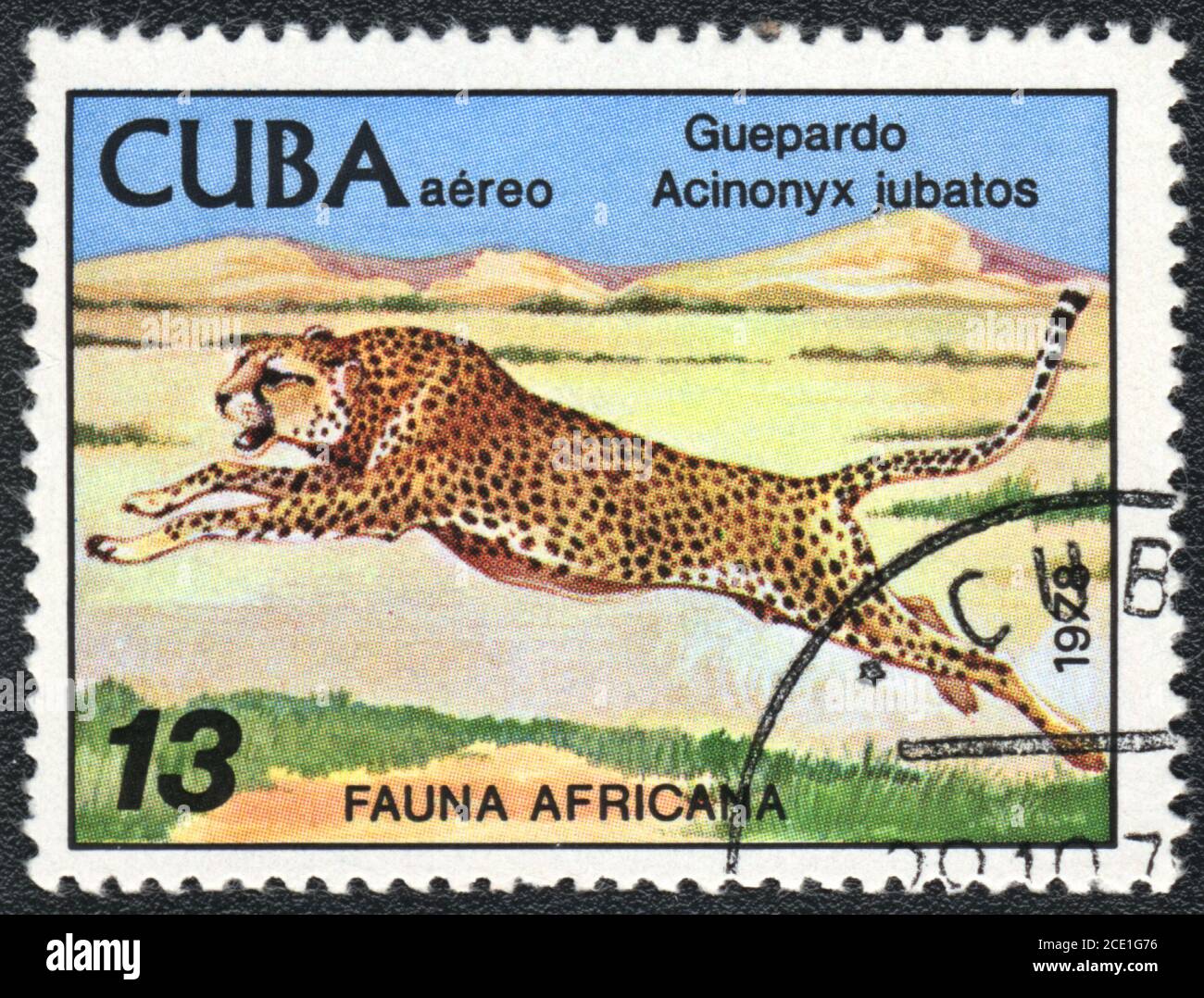 Un timbre imprimé à CUBA. Cheetah, Acinonyx jubatos, série sur la faune africaine, 1978 Banque D'Images