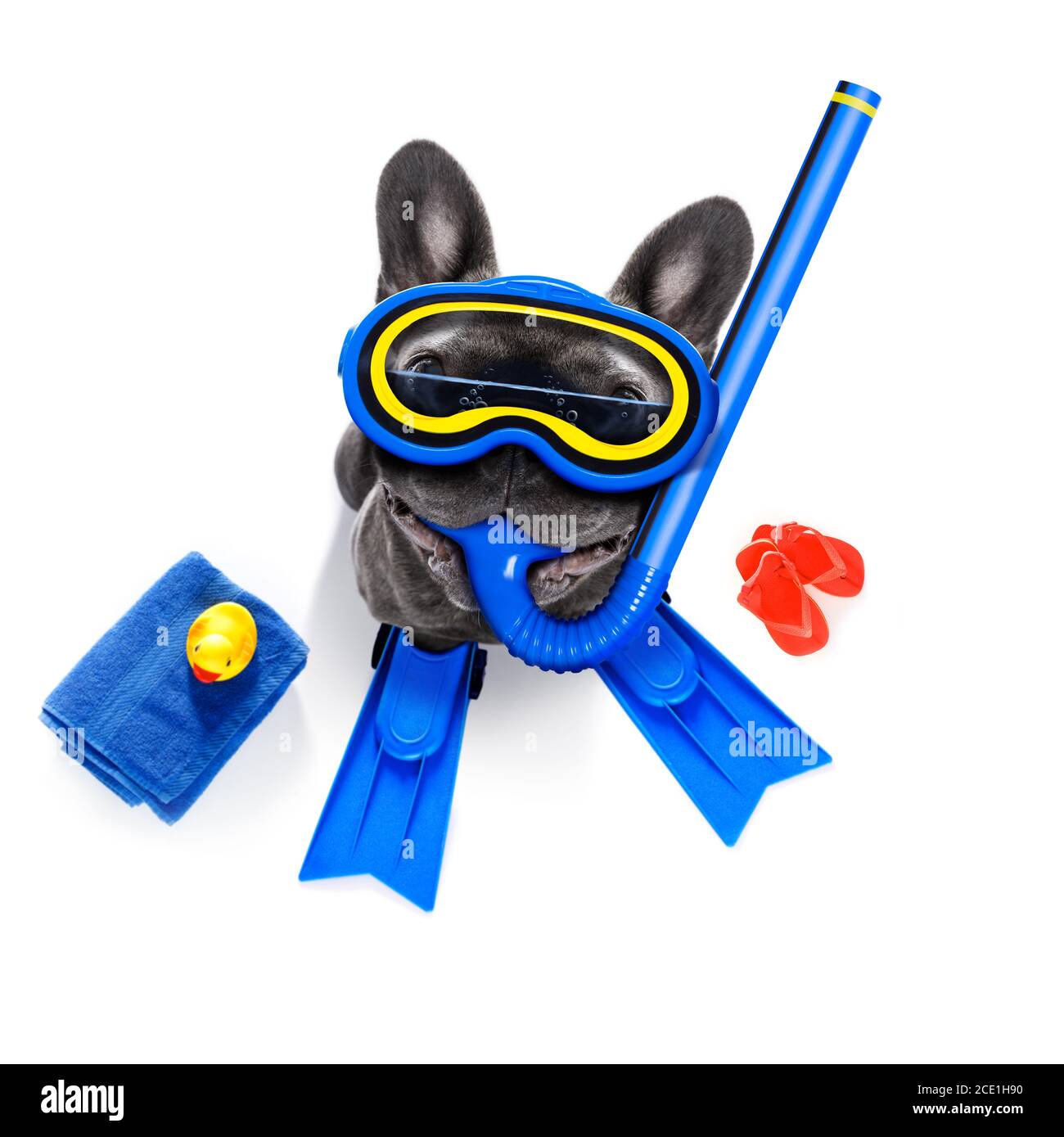 chien de plongée Banque D'Images
