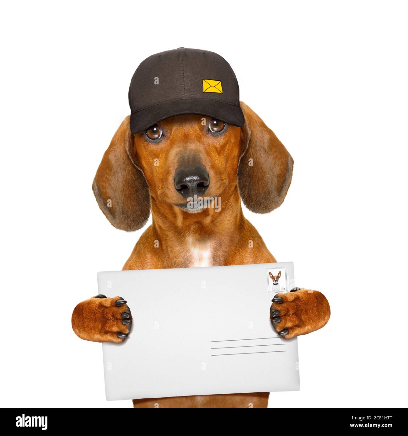 chien de saucisse de dachshund de post-livraison Banque D'Images