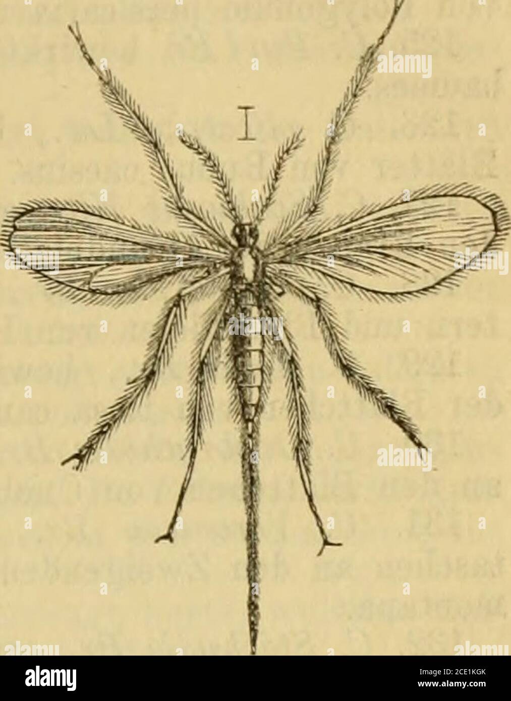 . Die Insektenwelt : ein Taschenbuch zu entomologichen Exkursionen für Lehrer und Lernende . ttstiel und -Rippen vonUrtica dioica. 112. C. foliolum LW., er-zeugt kleine sackförmige Gal-len an den Blättner von Artemisia vulgaris. 113. C. bursäria BR., erzeugt haarige Gallen an denBlättern von Glechoma. 114. C. U/mariae BR., erzeugt warzeu- und kegelförmigeGallen an Blättern von Spiraea ulraaria. 115. C. gemini BR., erzeugt Doppelgallen an der Mittel-rippe der Blätter von Hieracium Pilosella. 116. C. sanguinea BR., erzeugt rote flache Blasen an denBlättern von Hieracium muraum. 117. C. Leontod Banque D'Images