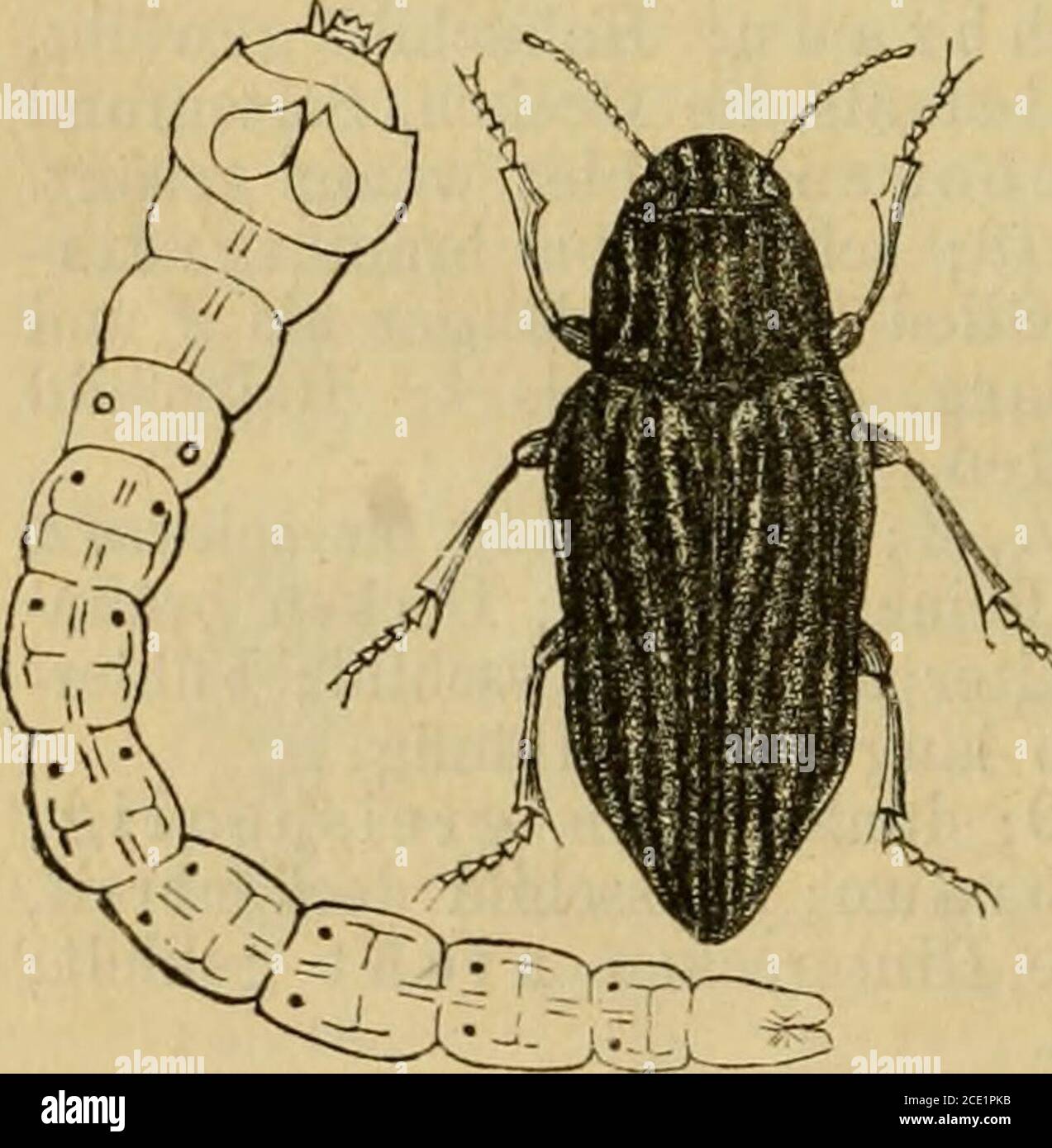 Die Insektenwelt Ein Taschenbuch Zu Entomologichen Exkursionen Fur Lehrer Und Lernende Gewolbt Mit Schwacher Mitteiruue Undflachen Genabelten Punkten Best Braunlichrot Mittellinie Und Seitenrand Schwarznen Schimmerz Und Schuntern Schimmerz Und