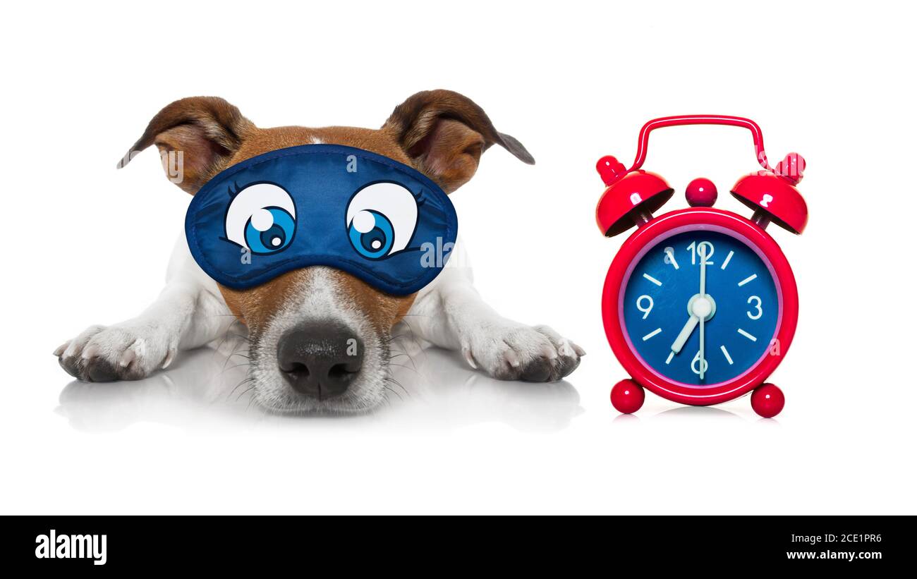 chien de nuit Banque D'Images