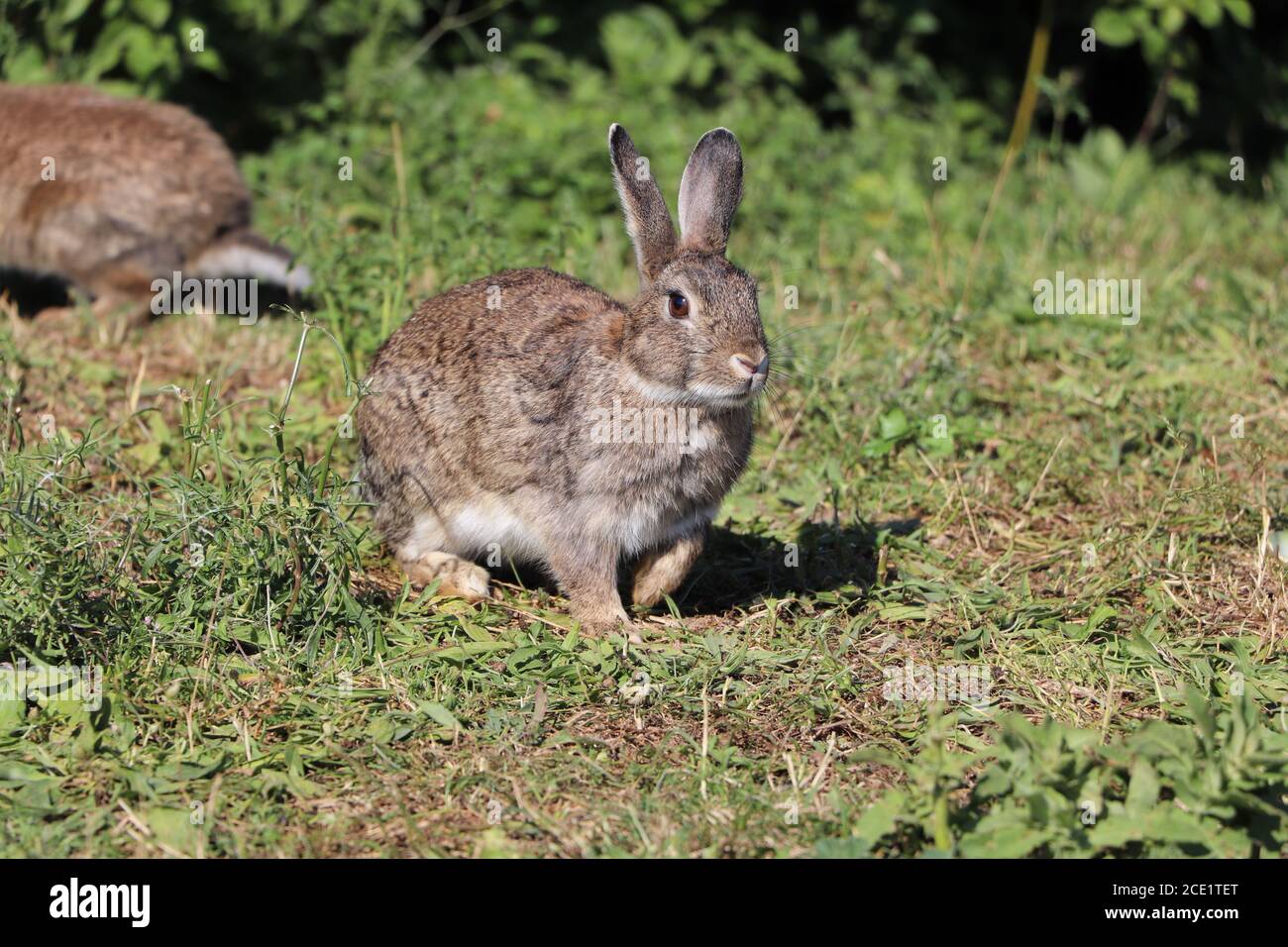 lapins explorant le parc Banque D'Images
